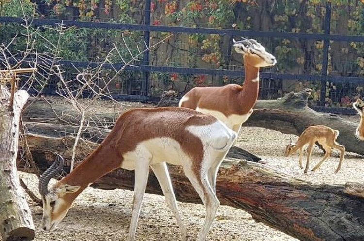 Nueva cría de gacela Mhorr en el Zoobotánico