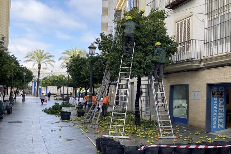 Iniciada la campaña de retirada de ‘naranja agria’ del viario público