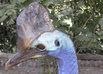 El Zoobotánico sigue creciendo con la llegada de un casuario procedente del Reino Unido