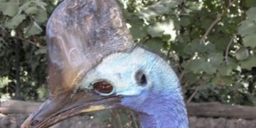 El Zoobotánico sigue creciendo con la llegada de un casuario procedente del Reino Unido