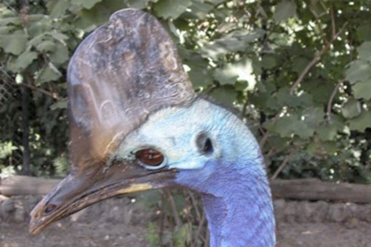 El Zoobotánico sigue creciendo con la llegada de un casuario procedente del Reino Unido