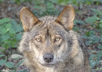 La Audiencia de Ávila absuelve a dos cazadores condenados por matar a un lobo