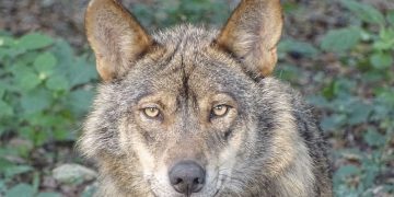 La Audiencia de Ávila absuelve a dos cazadores condenados por matar a un lobo
