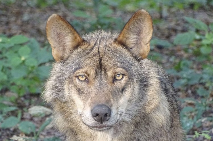 La Audiencia de Ávila absuelve a dos cazadores condenados por matar a un lobo