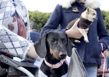 Suspendidas las celebraciones de San Antón y Carnaval 2021 a causa de la pandemia