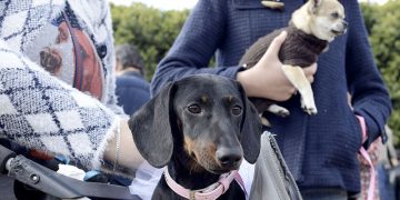 Suspendidas las celebraciones de San Antón y Carnaval 2021 a causa de la pandemia