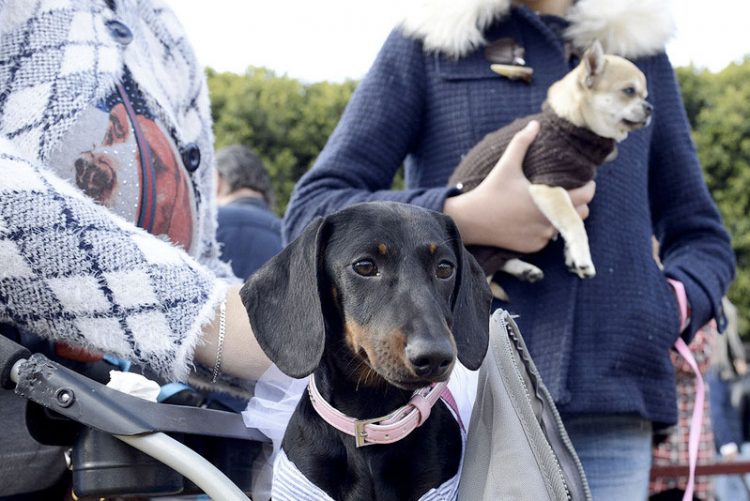Suspendidas las celebraciones de San Antón y Carnaval 2021 a causa de la pandemia