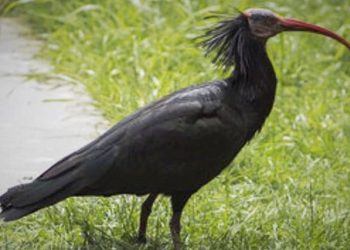 Llegan al Zoo 17 ibis eremita para el programa de reintroducción de la especie