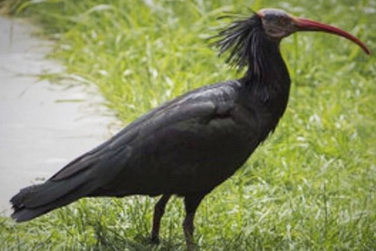 Llegan al Zoo 17 ibis eremita para el programa de reintroducción de la especie