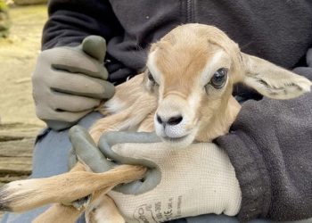 El primer nacimiento de este año en el Zoobotánico ha sido una hembra de gacela dorcas