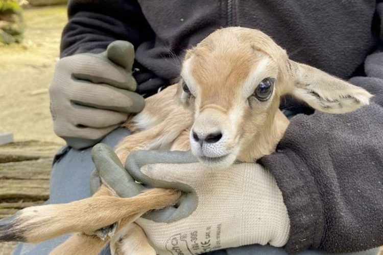 El primer nacimiento de este año en el Zoobotánico ha sido una hembra de gacela dorcas