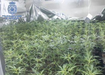 Detenidas seis personas en Jerez como responsables de una macro-plantación de marihuana