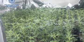 Detenidas seis personas en Jerez como responsables de una macro-plantación de marihuana