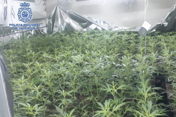 Detenidas seis personas en Jerez como responsables de una macro-plantación de marihuana