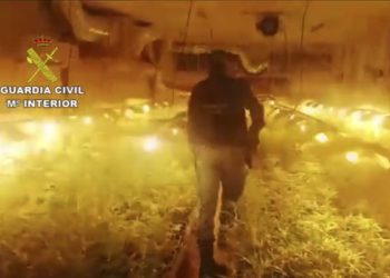 Intervenidas más de 2000 plantas de marihuana en Jerez, Chiclana y El Puerto