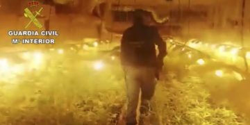 Intervenidas más de 2000 plantas de marihuana en Jerez, Chiclana y El Puerto