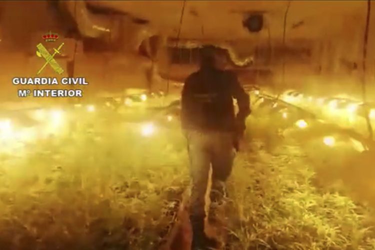 Intervenidas más de 2000 plantas de marihuana en Jerez, Chiclana y El Puerto