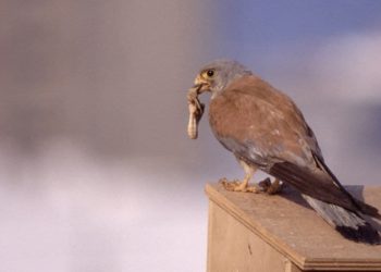 Ganemos quiere que el centro de Jerez se integre en la primera Zona de Especial Protección de Aves Urbana de Andalucía