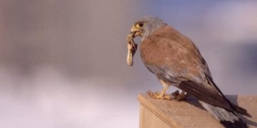 Ganemos quiere que el centro de Jerez se integre en la primera Zona de Especial Protección de Aves Urbana de Andalucía