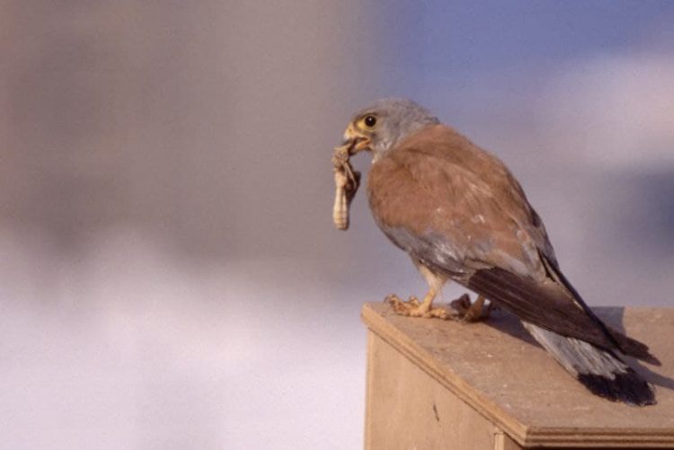 Ganemos quiere que el centro de Jerez se integre en la primera Zona de Especial Protección de Aves Urbana de Andalucía