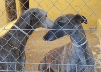 El Centro de animales abandonados y perdidos logró 520 adopciones el último año