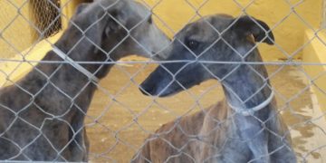 El Centro de animales abandonados y perdidos logró 520 adopciones el último año