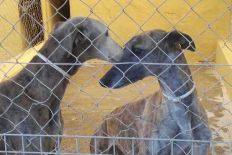 El Centro de animales abandonados y perdidos logró 520 adopciones el último año