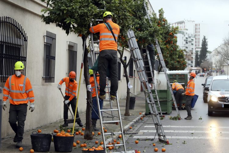 La campaña de recogida de naranjas se cierra con la retirada de 653.725 kilos