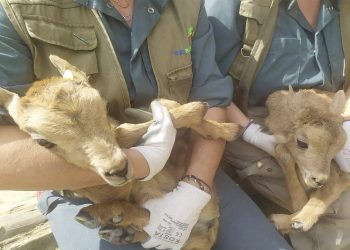 El Zoobotánico acoge los nacimientos de dos muflones del Atlas y la cuarta gacela dorcas