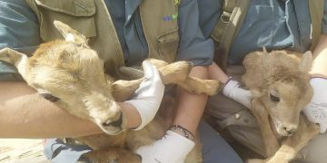 El Zoobotánico acoge los nacimientos de dos muflones del Atlas y la cuarta gacela dorcas