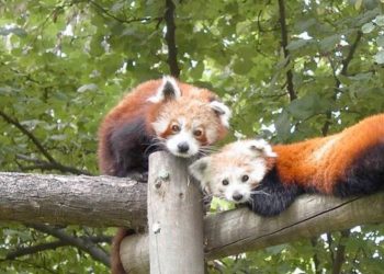 Ganemos Jerez reclama al gobierno municipal que se cumpla con lo pactado y se lleven a cabo mejoras integrales en el Zoobotánico