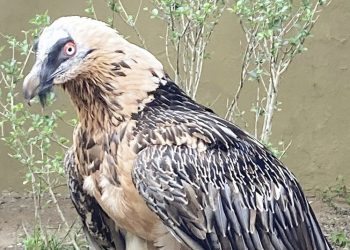El Zoobotánico recibe una pareja de quebrantahuesos reproductora