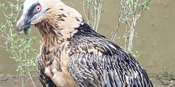 El Zoobotánico recibe una pareja de quebrantahuesos reproductora