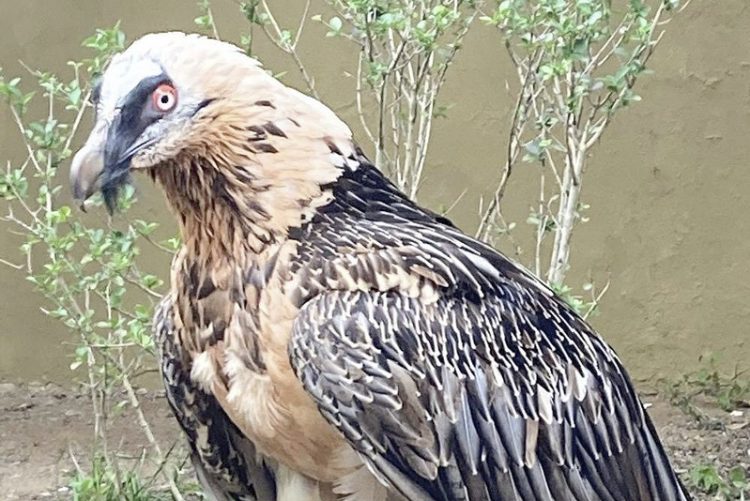 El Zoobotánico recibe una pareja de quebrantahuesos reproductora