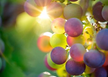 Vino andaluz, vino de calidad