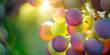 Vino andaluz, vino de calidad