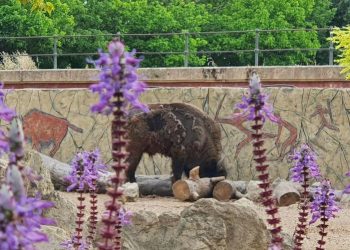 El Zoobotánico recibe un macho de bisonte europeo procedente de Francia que se une al grupo existente