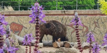 El Zoobotánico recibe un macho de bisonte europeo procedente de Francia que se une al grupo existente