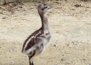 Primera reproducción del ñandú de Darwin en el Zoobotánico de Jerez