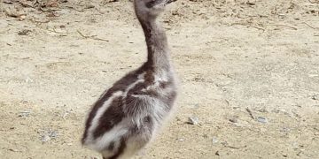 Primera reproducción del ñandú de Darwin en el Zoobotánico de Jerez