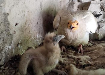 Nueva reproducción de alimoches en el Zoobotánico de Jerez