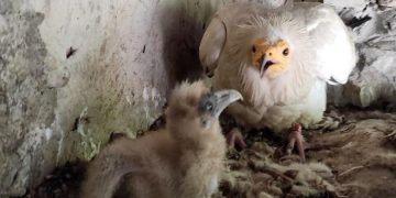 Nueva reproducción de alimoches en el Zoobotánico de Jerez