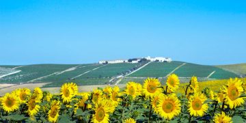 Caen un 73,5% las visitas visitas a bodegas y museos de Rutas del Vino de España por la COVID19