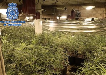 Desmanteladas en Sanlúcar cinco plantaciones indoor de cannabis sativa