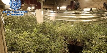Desmanteladas en Sanlúcar cinco plantaciones indoor de cannabis sativa