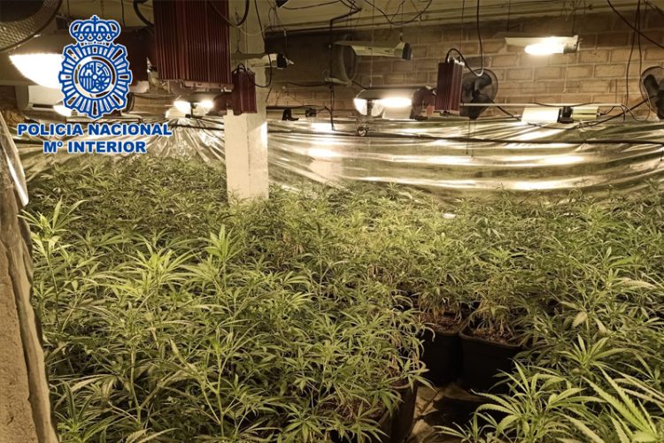 Desmanteladas en Sanlúcar cinco plantaciones indoor de cannabis sativa
