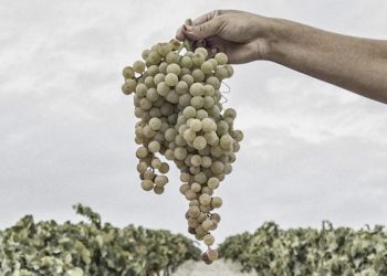 González Byass inicia su primera vendimia ecológica en la D.O. Jerez