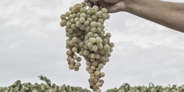 González Byass inicia su primera vendimia ecológica en la D.O. Jerez