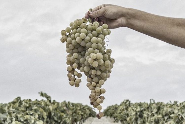 González Byass inicia su primera vendimia ecológica en la D.O. Jerez