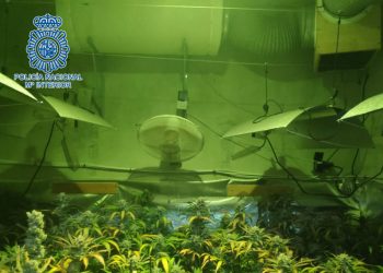 Desarticulado en la provincia de Cádiz un grupo dedicado al cultivo, procesado y distribución de marihuana